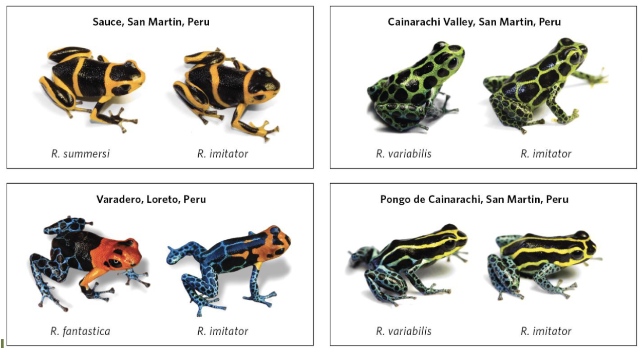 <p><span style="background-color: transparent;"><span>When several unpalatable species evolve a similar pattern of warning coloration</span></span></p><ul><li><p><span style="background-color: transparent;"><span>All actually toxic</span></span></p></li></ul><p></p>