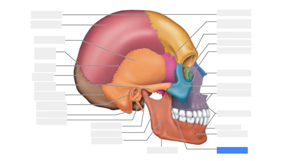 <p>Label the blue highlight</p>