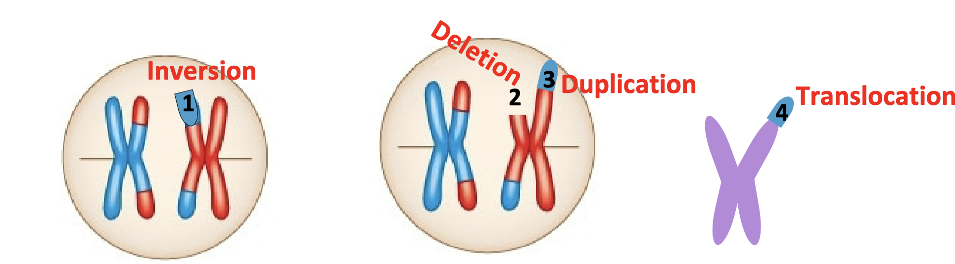 <p>Identify each of the large chromosomal mutations indicated above</p>