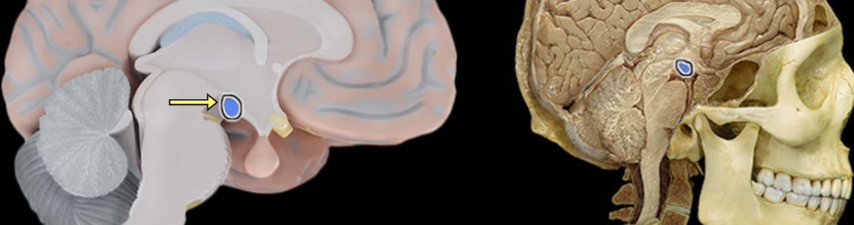 <p>Mamillary body</p>