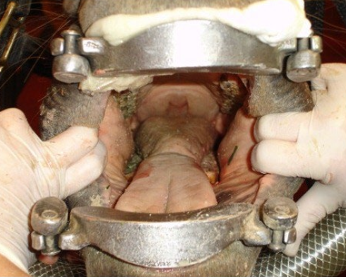 <p>-sedation</p><p>-head stand</p><p>-full mouth speculum</p><p>-rinse</p><p>-bright light source</p><p>-mirror</p><p>-dental probe</p>