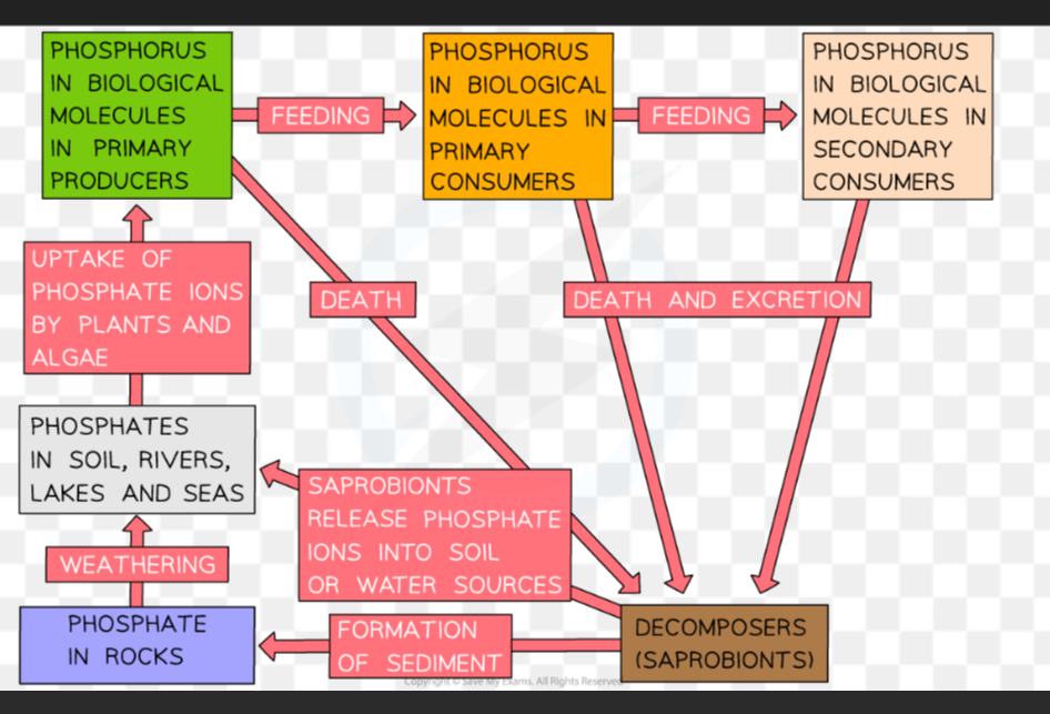 <ol><li><p>Phosphate ions in rocks released (into soils / oceans) by erosion / weathering </p></li><li><p>Phosphate ions taken up by producers who actively transport phosphate into their roots.</p></li><li><p>Some passes through primary consumers who eat the plant and secondary consumers who eat primary consumers, and this can be used to make DNA, ATP, phospholipid bilayer etc.</p></li><li><p>Some is lost through excretion and additionally, death of plants, primary consumers and secondary consumers also occurs.</p></li><li><p>This dead matter and faeces is decomposed by saprobionts which release phosphate into oceans and soil.</p></li><li><p>Additionally, some phosphate ions in the decomposing matter may become trapped in sediments and form rocks.</p></li></ol><p></p>