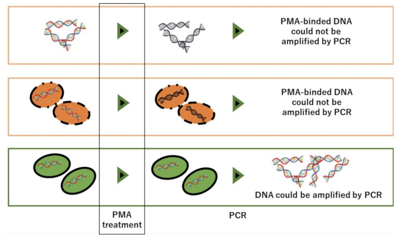 <ul><li><p>Sample pretreatment with Ethidium monoazide (EMA) and Propidium monoazide (PMA), which can<strong> only enter bacterial cells with damaged cell membranes</strong> and <u>intercalate / cross-link their DNA after exposure to strong visible light</u>, preventing DNA amplification</p></li></ul><ul><li><p><em>Low amplicons = high amount of dead bacterial cells (whose DNA amplification has been inhibited)</em></p></li></ul><p></p>