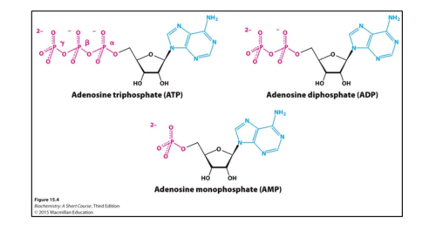 <p><strong>The least stable molecule is ATP.</strong> </p><p></p><p><strong>The more unstable they are, the more they want to give up that phosphate group, hence</strong>, t<span class="bgP">he higher gibbs free energy &amp; the high phosphoryl-transfer potential of ATP.</span></p>