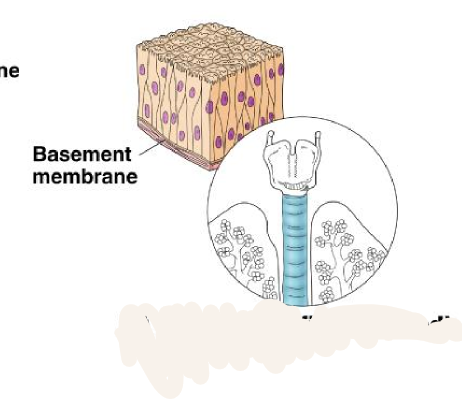 <p>tissue that consists of a single layer of irregularly shaped and sized cells that give the appearance of multiple layers; found in ducts of certain glands and the upper respiratory tract</p>