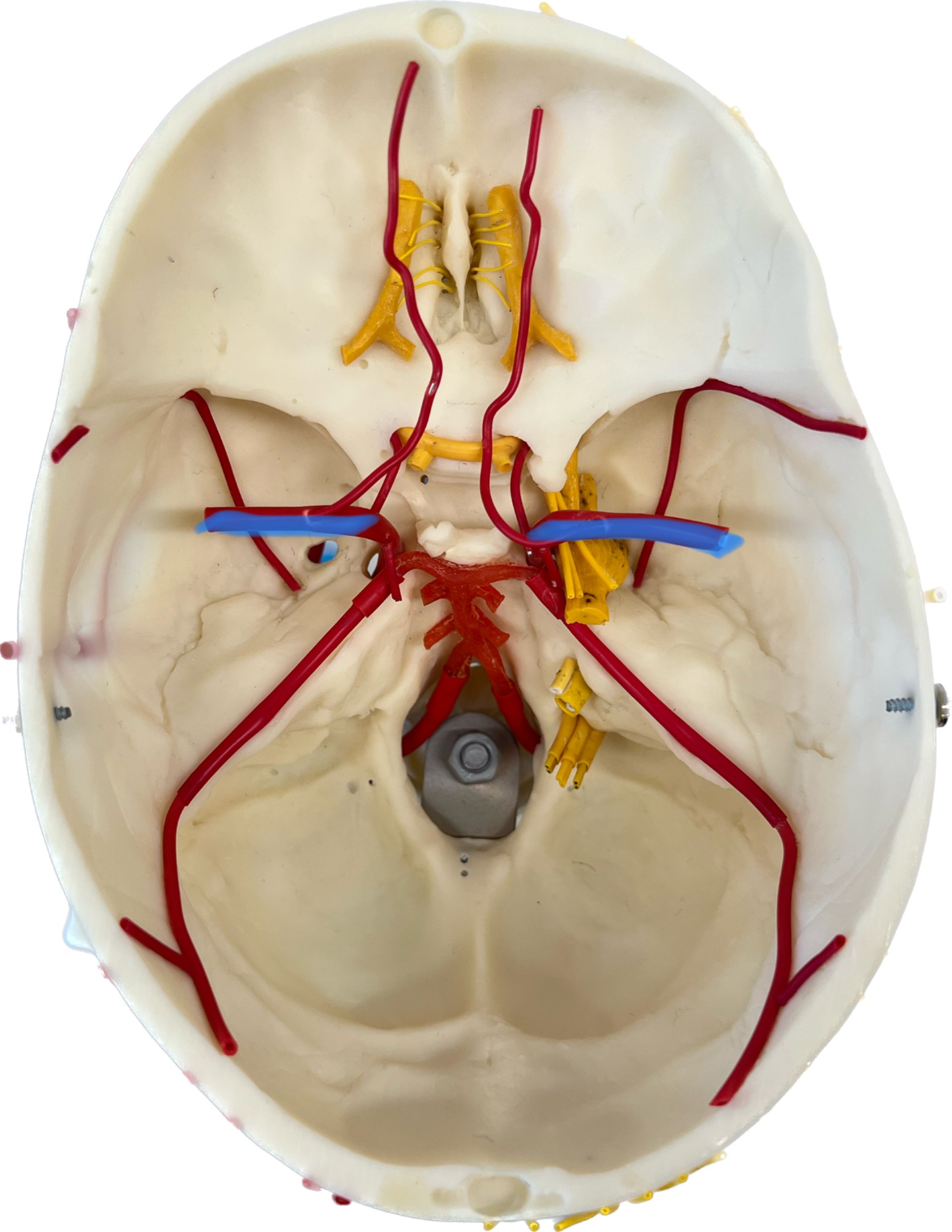 What is highlighted in blue?