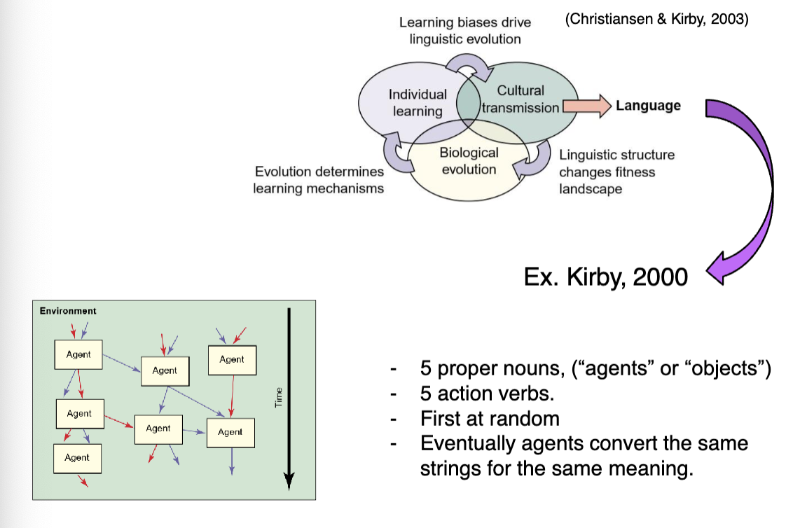 <p><strong>Ex: Kirby, 2000</strong></p><p> <span data-name="jigsaw" data-type="emoji">🧩</span> <strong>What it is</strong>: </p><ul><li><p class="">A simulation where <strong>multiple agents</strong> interact and learn from each other over time.</p></li><li><p class="">Each agent has a <strong>set of meanings</strong> and <strong>signals</strong> (words/strings) that can be shared.</p></li></ul><p></p><p> <span data-name="brain" data-type="emoji">🧠</span> <strong>Key Setup</strong>: </p><ul><li><p class="">5 <strong>proper nouns</strong> (ex. agents or objects)</p></li><li><p class="">5 <strong>action verbs</strong></p></li><li><p class="">Agents <strong>start with random associations</strong></p></li><li><p class="">Through interaction and feedback, they <strong>converge</strong> on shared meanings (ex. "word A" = "agent X")</p></li></ul><p></p><p><span data-name="arrows_counterclockwise" data-type="emoji">🔄</span> <strong>How it models language evolution</strong>: </p><ul><li><p class="">Simulates <strong>cultural transmission</strong></p></li><li><p class="">Captures how <strong>shared structure</strong> (like grammar or vocabulary) emerges <strong>without centralized control</strong></p></li><li><p class="">Shows how language <strong>stabilizes</strong> over generations</p></li></ul><p></p>