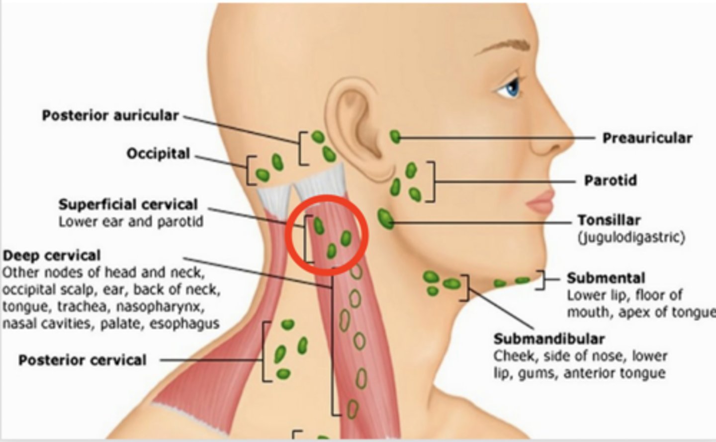 <p>overlying the sternomastoid muscle</p>
