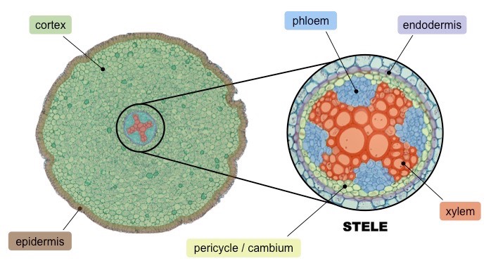 <p>The <strong>vascular bundles</strong> are located centrally to withstand stretching forces and allow for material transport to be controlled. </p><p>The <strong>xylem</strong> transports water and minerals from the roots up to the stem of the plant. </p><p>The <strong>phloem</strong> transports organic compounds (like sucrose and amino acids) through the plant. </p><p>The <strong>cortex</strong> provides structural support for the stem and stores starch in the roots. </p><p>The <strong>epidermis</strong> provides protection and may have root hairs (protrusions) to increase available surface area for material exchange. </p>