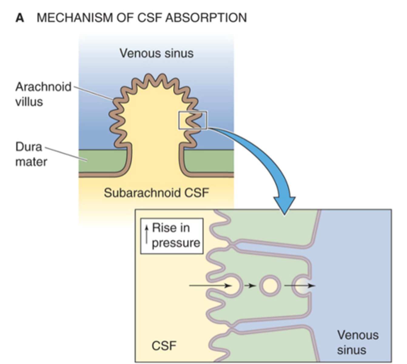 <p>Evaginations of arachnoid membrane</p>