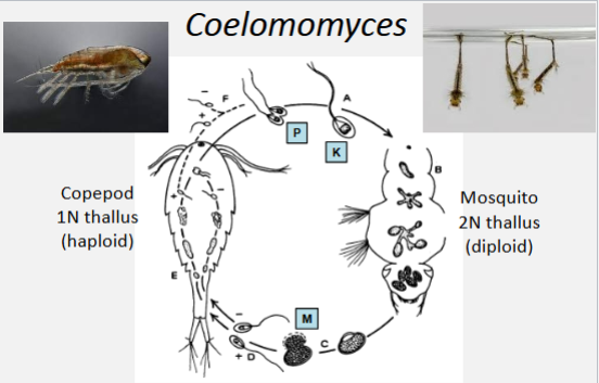 <p>The Coelomomyces infects mosquito larvae and alternate host is copepod (crustacens). It could potentially work as biocontrold, however it cannot be grown commercially. </p>