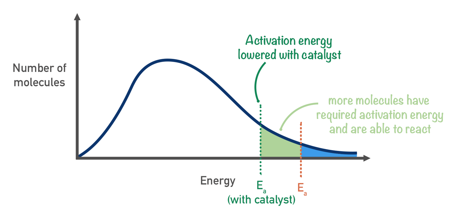 <p>. don’t change the shape of the distribution</p><p>. provide a new pathway with lower activation energy</p><p>. more particles have enough energy to successfully react</p><p>. catalysts also orient reactants correctly, increasing effective collisions</p>