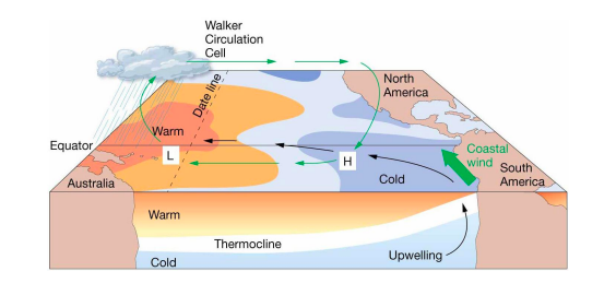 normal conditions

* Air pressure across equatorial Pacific is higher in eastern Pacific
* Strong southeast trade winds
* Pacific warm pool on western side of ocean
* Thermocline deeper on western side
* Upwelling off the coast of Peru