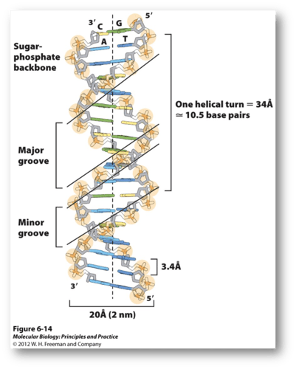 <p>vertical distance between nucleotide base pairs in DNA</p>