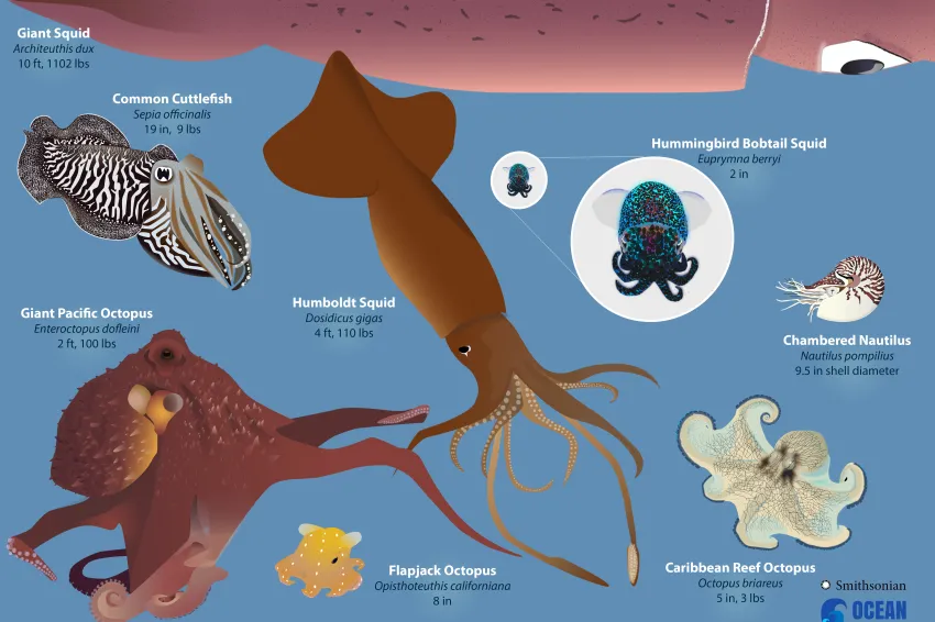 <p>Phylum Mollusca, Class Cephalopoda</p>