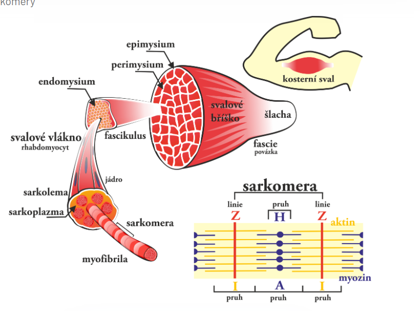 <p>sval obal epimysium → snopce obal perimysium → svalová vlákna obal endomysium → myofibrily (řetězce sarkomer, kolem T-tubuly a sarkoplazmatické retikulum) → sarkomera Z–Z → myosin a aktin (aktin, troponin, tropomyosin)</p><p>Sval je organizován hierarchicky: Celý sval je obalen epimysiem. Skládá se ze svazků (snopců), obalených perimysiem. Snopce obsahují svalová vlákna (což jsou mnohojaderné svalové buňky), obalená endomysiem. Uvnitř vlákna jsou myofibrily - dlouhé řetězce kontraktilních jednotek zvaných sarkomery. Sarkomera je ohraničena Z-disky a obsahuje tlustá filamenta (myosin) a tenká filamenta (aktin, troponin, tropomyosin).</p>