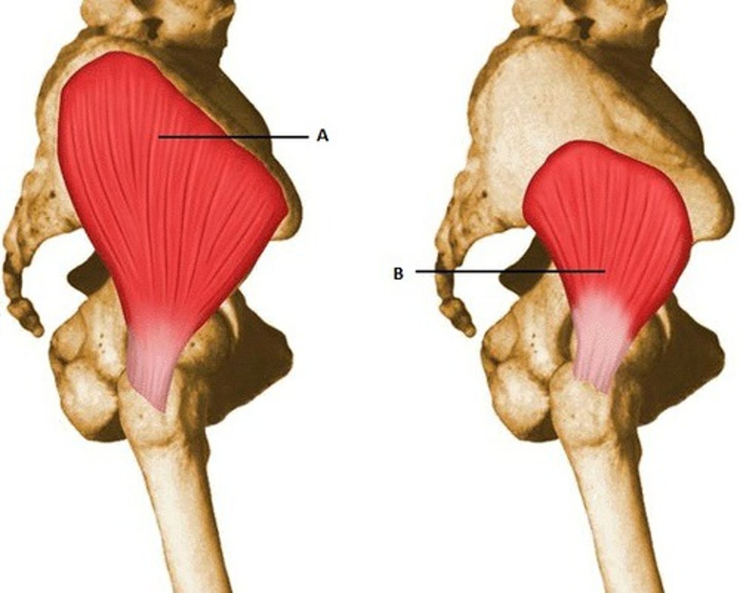 <p>greater trochanter of femur</p>
