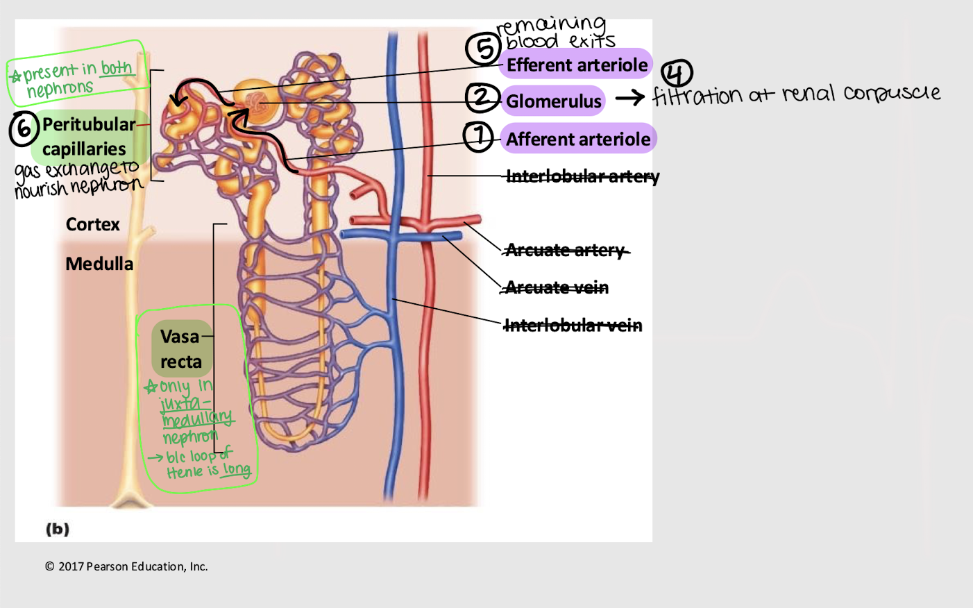 <p>secretion</p>