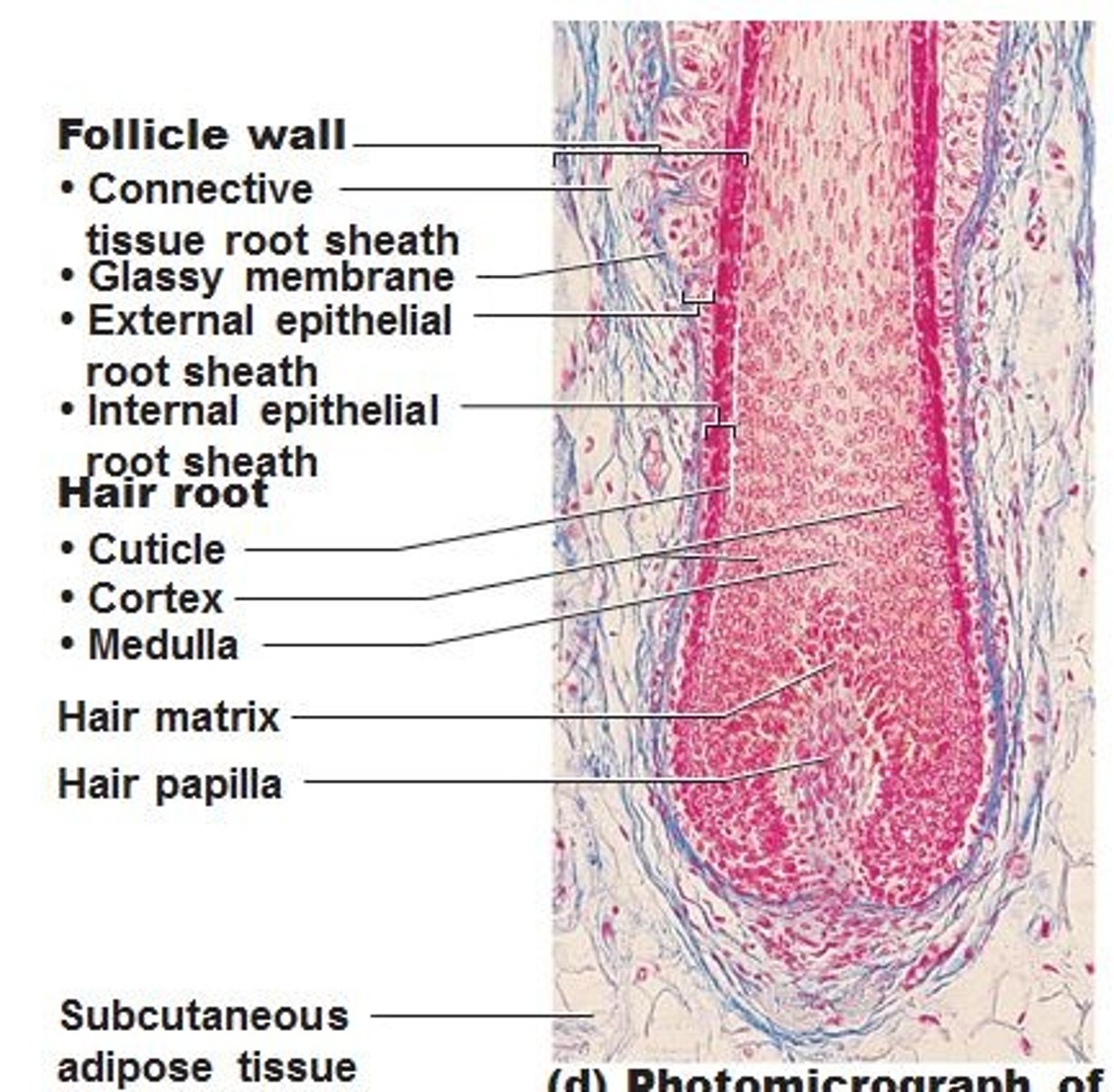 <p>Two-layered wall: outer connective tissue root sheath, inner epithelial root sheath, Hair bulb: expanded deep end</p>