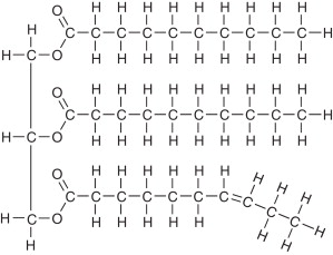 <p>-Made up of 1 glycerol and 3 fatty acids -held together by nonpolar covalent bonds -An Ester bond formed through dehydration synthesis holds fatty acids to glycerol -Function: Energy storage, also Cushions, Protects, Insulates</p>