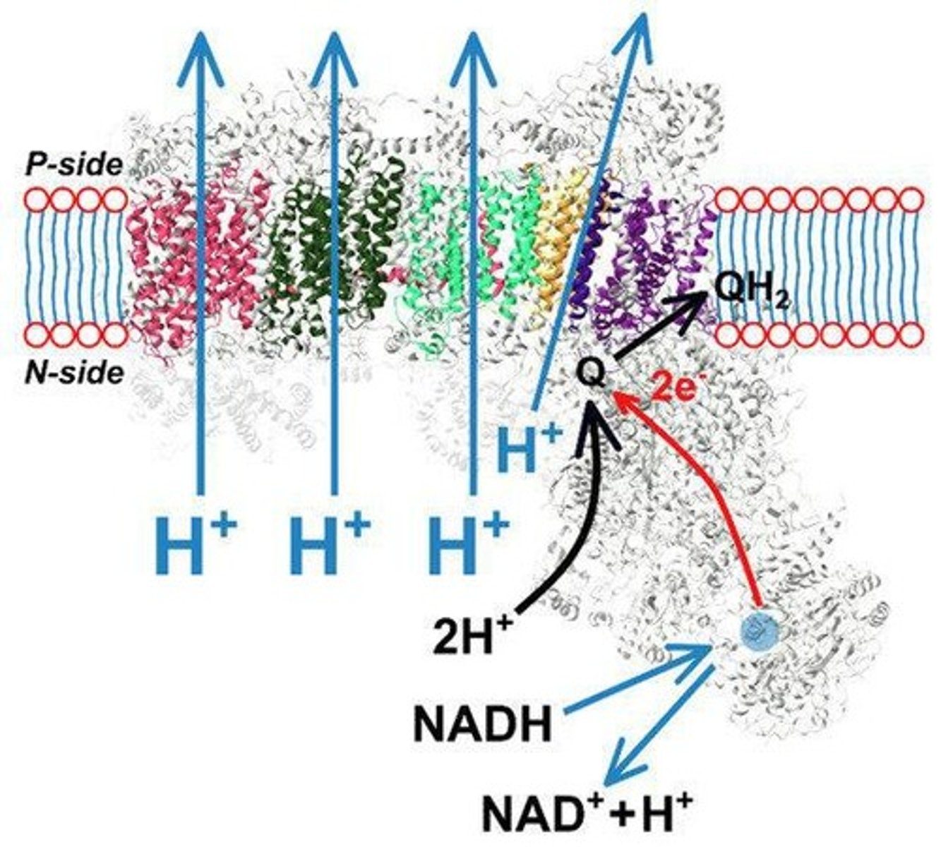 <p>2 NADH + 2 H+ + O2 → NAD+ + H2O.</p>