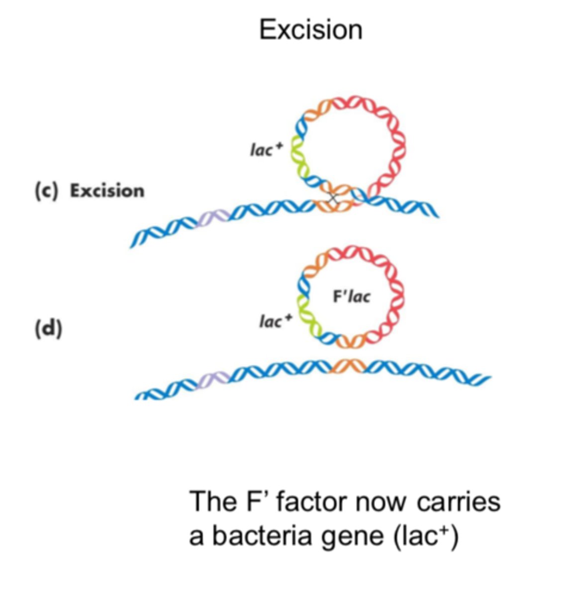 <p>plasmid formed of the F factor + bacterial gene that loop out of the chromosome</p>