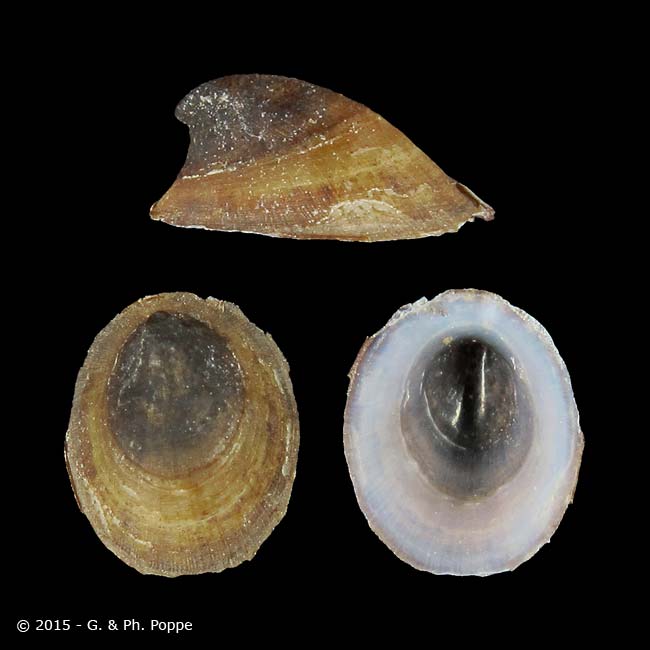<p>Kmeň: Mollusca (mäkýše)<br>Trieda: Gastropoda (ulitníky)<br>Skupina: Pulmonata (pľúcnatce)</p>