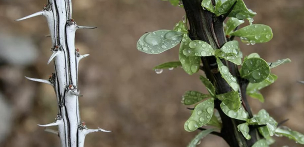 <p>Dominant plant of CD (3/4)</p><ul><li><p>very tiny leaves</p><ul><li><p>conserve water</p></li><li><p>drop during dry periods</p></li></ul></li><li><p>many spines — deter herbivores</p></li><li><p>reduce evaporation &amp; conserves water</p></li><li><p>stem photosynthesis</p></li></ul><p></p>