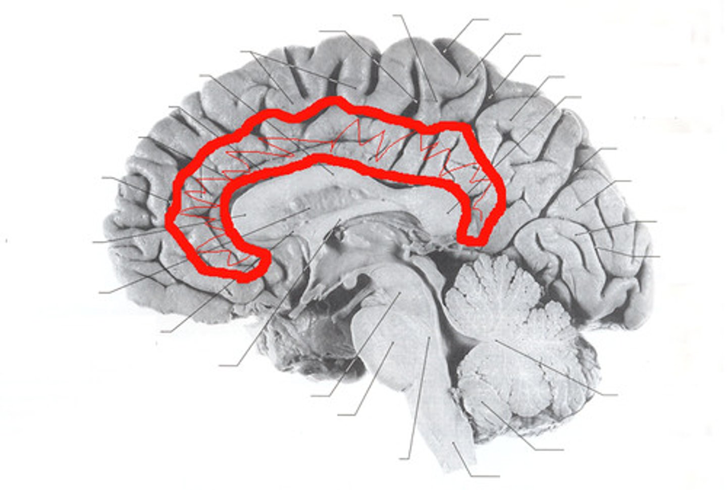 <p>This lies immediately above the corpus callosum.</p><p>It is an important part of the limbic system which is involved in</p><p>processing emotion, learning and memory formation.</p><p>It has a great influence on linking motivation to behavioral outcomes.</p>