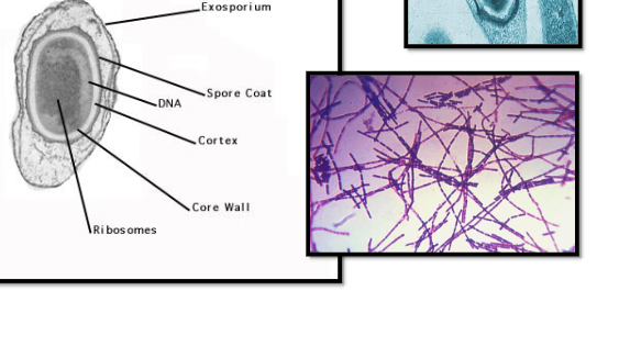 <ul><li><p>грам-положителни</p></li><li><p>права или леко огъната пръчица</p></li><li><p>разположени във верижки→<span><span>бамбукова пръчка</span></span></p></li><li><p>нямат ресни</p></li><li><p><span><span>извън организма - образуват спори</span></span></p></li><li><p>Антраксният бацил се развива по-добре в присъствие на 02, но може да расте по-слабо и при отсъствието му→аероб и факултативен анаероб</p></li><li><p>Не е взискателен – расте и на обикновени хранителни среди</p></li></ul><p></p>