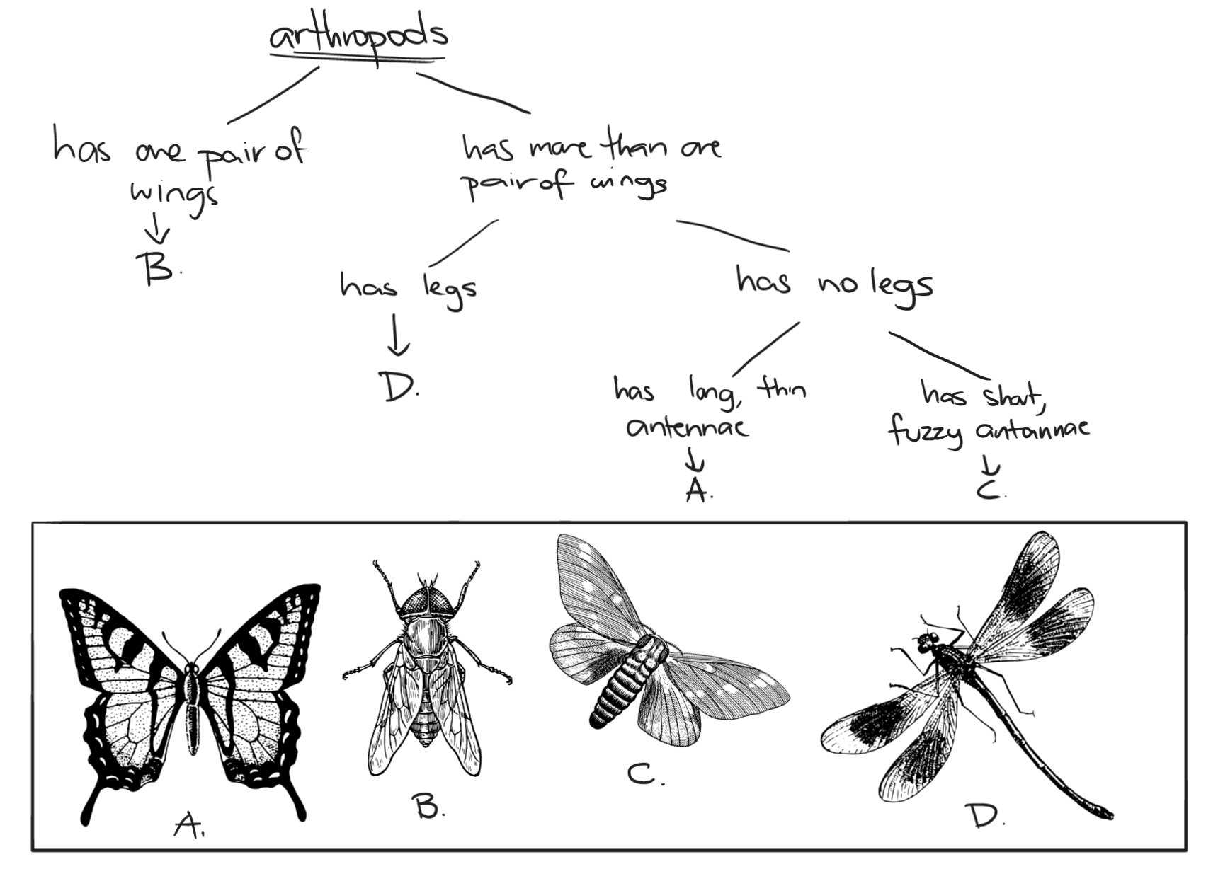 A simple dichotomous key with four arthropods. All classifications are based on visible features.