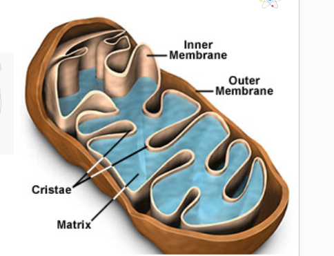 <ul><li><p>The folds in the inner part of the Mitochondria \</p><p></p></li></ul><p></p>