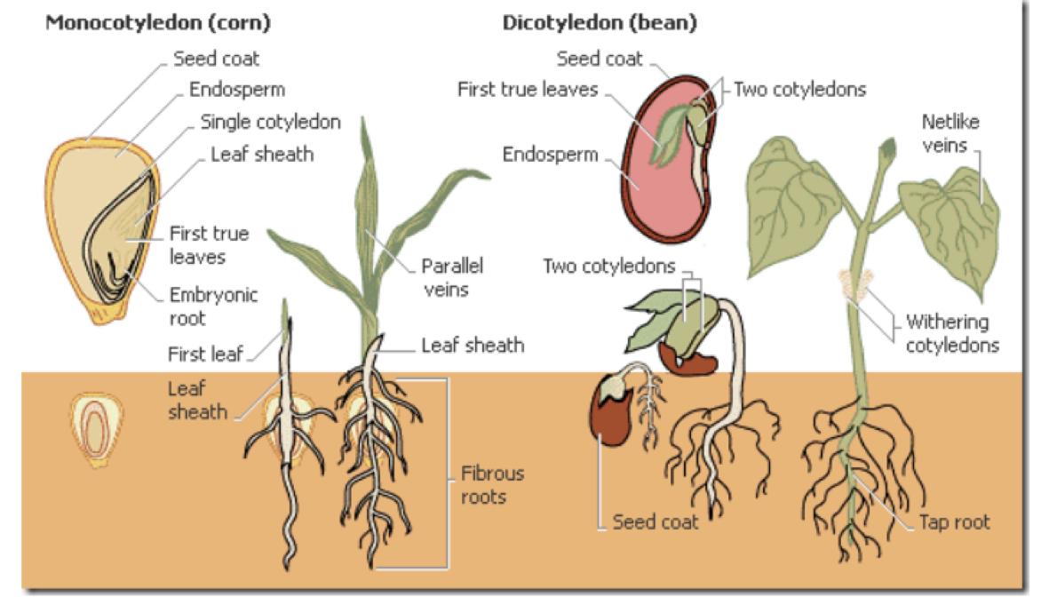 <ul><li><p>Dicot</p><ul><li><p>2 Cotyledons</p></li></ul></li><li><p>Monocots</p><ul><li><p>Single Cotyledon</p><p></p></li></ul></li></ul><p></p>