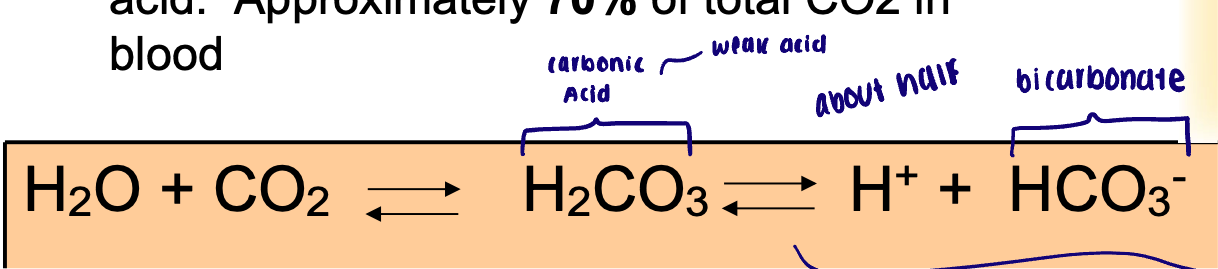 <ul><li><p>This reaction is greatly accelerated by the carbonic anhydrase (CA), an enzyme present in most cells and abundant in red blood cells </p></li></ul><p></p>