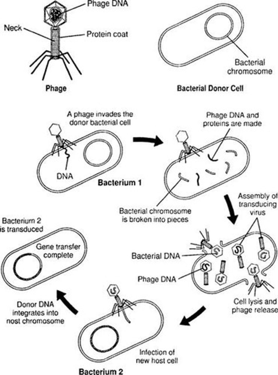 <p>Bacterial viruses (bacteriophages) infect bacterial cells and transfer genetic information.</p>