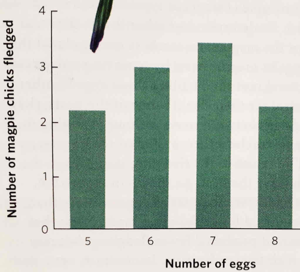 <p>Magpies tend to lay cluthes w/ 7 eggs, which results in 3-4 successfully <strong>fledged </strong>chicks (strong enough to fly).</p><p>Fewer eggs → fewer fledged chicks </p><p>More eggs → less nourished chicks → few fledglings</p><p><u>Clutch size is a heritable trait</u>; if the size of 7 yields greatest fitness, and is heritable, then clutch size of 7 becomes common in the population. </p>