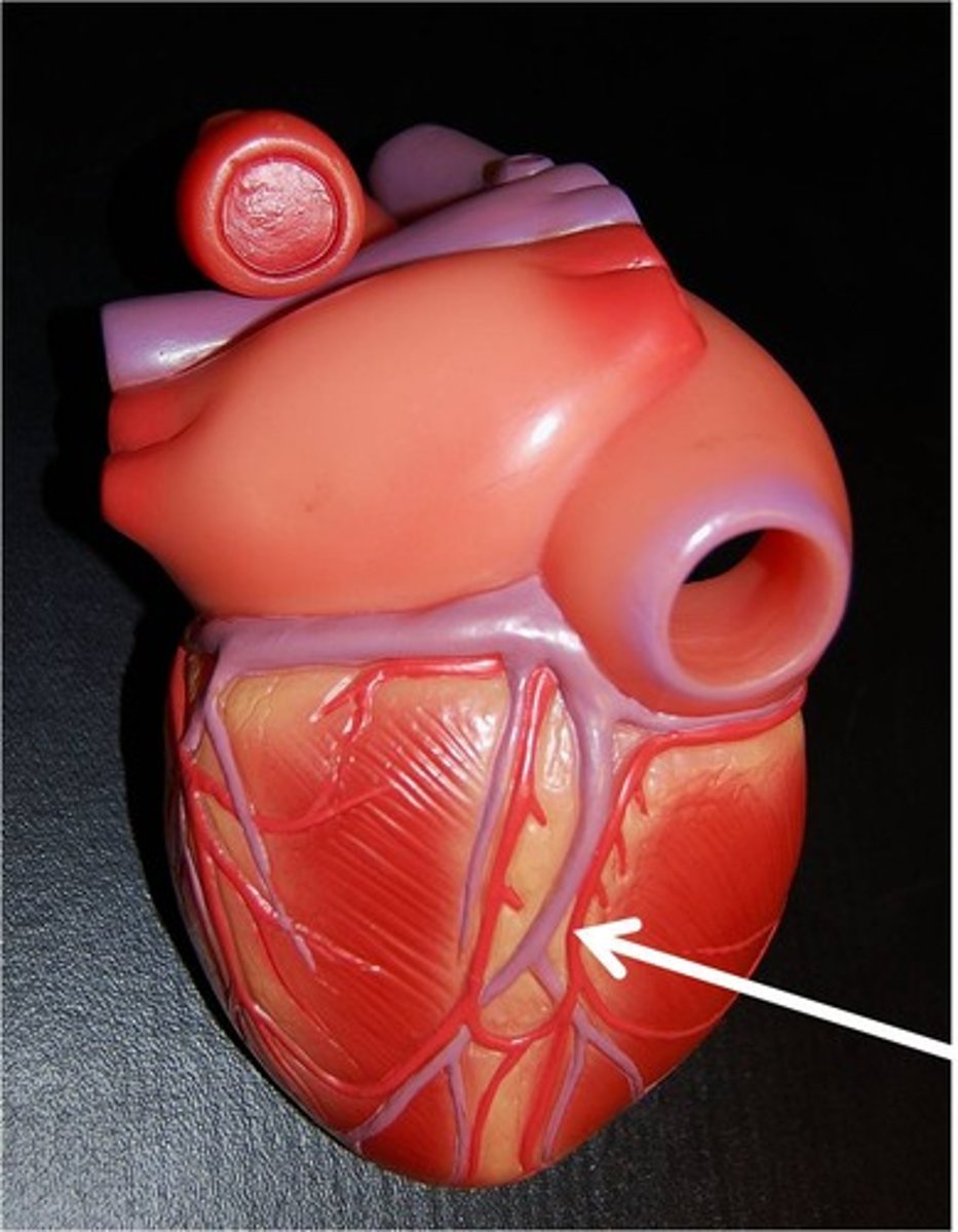 <p>st </p><p>inside posterior interventricular sulcus</p>