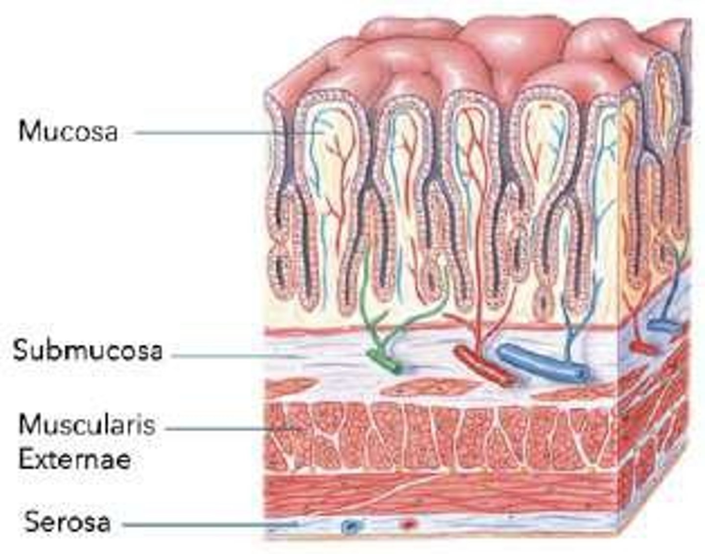 <p>It mechanically and chemically digests food, breaking it down into smaller units.</p>