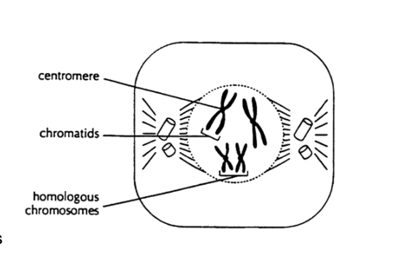 <p>Nucleoli disappear,, nuclear membrane disappears, chromatin condenses and is visible as double stranded chromosomes, homologous chromosomes synapse, crossing over may occur</p>