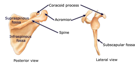<p>located on the anterior aspect; provides attachment sites for muscles</p>