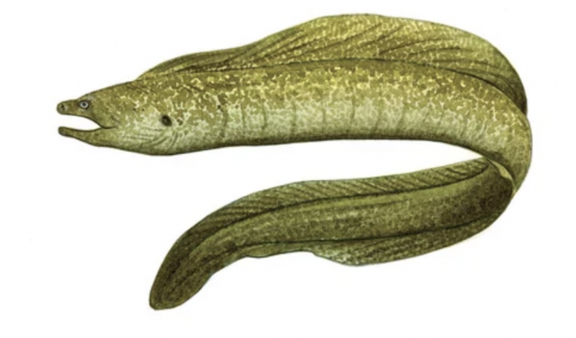 <p>California Moray Eel <strong>Genus</strong></p>