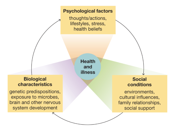 <p><span style="background-color: transparent; font-family: &quot;Baloo 2&quot;, cursive;"><strong><span>An approach to psychological science that integrates biological factors, psychological processes, and social-contextual influences in shaping human mental life and behavior</span></strong></span></p><p><span style="background-color: transparent; font-family: &quot;Baloo 2&quot;, cursive;"><strong><span>(Contrasts with the traditional medical model that views the individual as passive recipient of both disease and treatment)</span></strong></span></p>