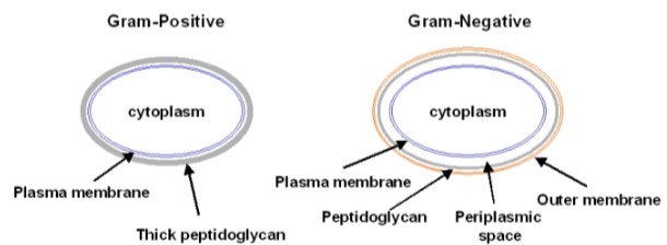 <p>Gram Positive - purple color (thick peptidoglycan Gram Negative- pink (thin peptidoglycan)</p><ul><li><p>gram stain process= crystal violet-&gt; iodine solution-&gt; rinsed w/ethyl alcohol</p></li><li><p>RESULTS: Bacillus licheniformis: large gram positive (purple rod) Escherichia coli: small gram negative (pink rod)</p></li></ul>