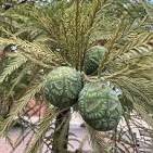 <p><span>Globose, 3/4" to 1" in diameter, disintegrating at maturity.</span></p>