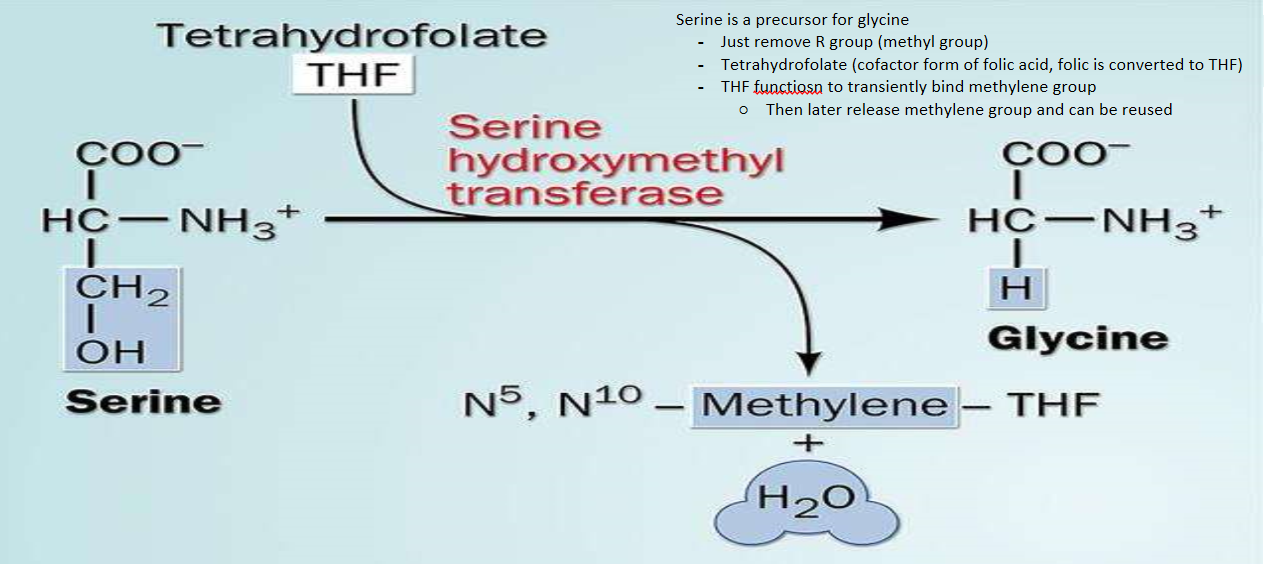 Serine + THF -→ glycine 