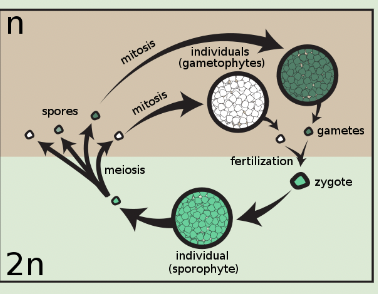 <p>formation of spores (small haploid units) that are dispersed into surroundings, where they grow into multicellular haploid organisms E.g. many plants, fungi, algae, mould</p>