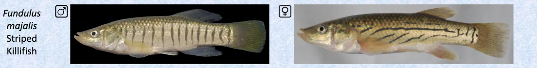 <p>topminnows, killifishes, pupfishes, livebearers</p><p></p><p>Key traits:</p><ul><li><p>1,424 spp</p></li><li><p>global (mostly freshwater), dorsal and caudal often set back</p></li><li><p>caudal truncated or rounded, pectorals low on body, pelvics may be absent</p></li><li><p>lateral line mostly on head</p></li></ul><p></p>
