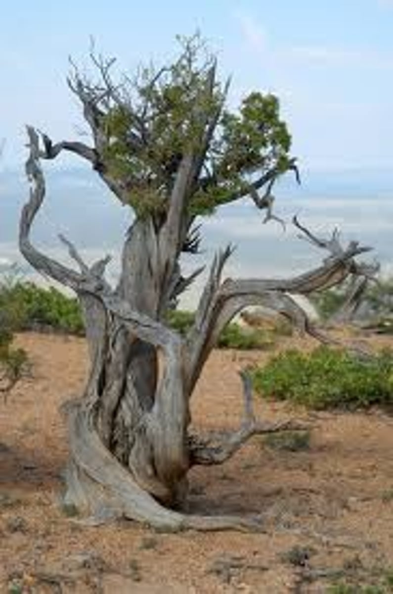 <p>(adj) knotted, twisted, lumpy</p><p>synonyms: knotty, misshapen, contorted</p><p>antonyms: smooth, unblemished, straight</p>