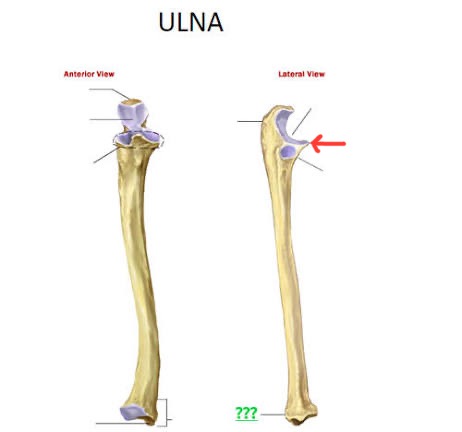 <p>ulna, beak shaped, bottom of “C” of olecranon</p>