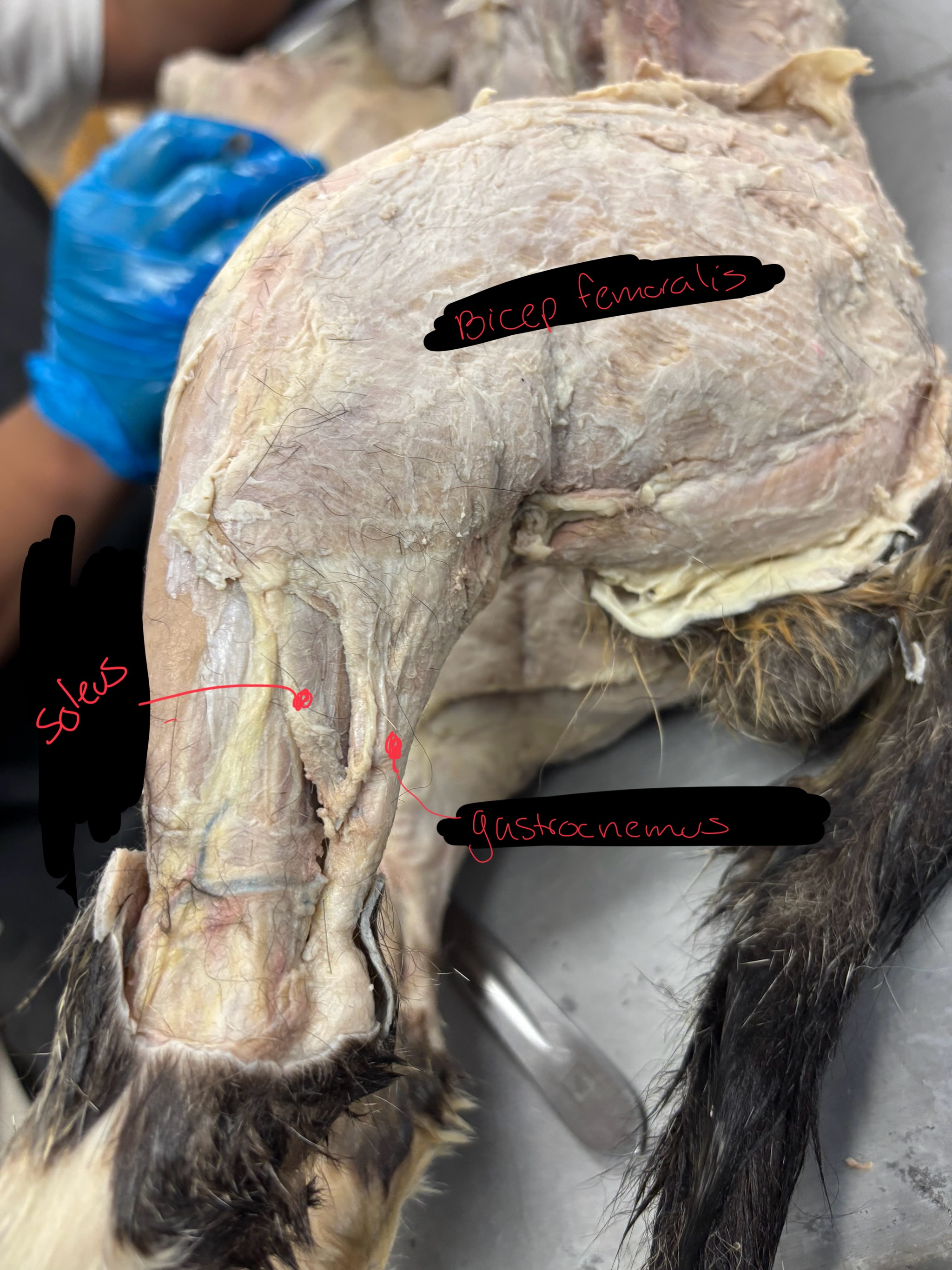 <p>Gastrocnemius: Extends foot</p><p>Soleus: Extends foot</p><p>Bicep Femoris: abducts thigh and flexes at knee</p>